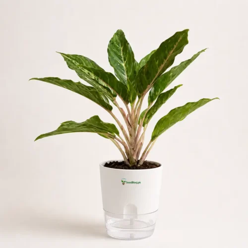 Aglaonema Silver Bay with self watering pot indoor plant