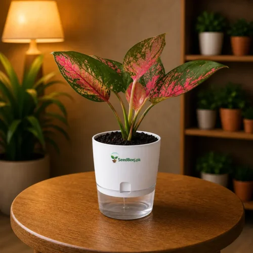 Aglaonema Pink Splash variegated Chinese evergreen in self watering pot planted in cocopeat soil