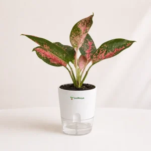 Pink Splash Aglaonema with variegated leaves indoor decor Pink Splash Aglaonema with variegated leaves indoor decor