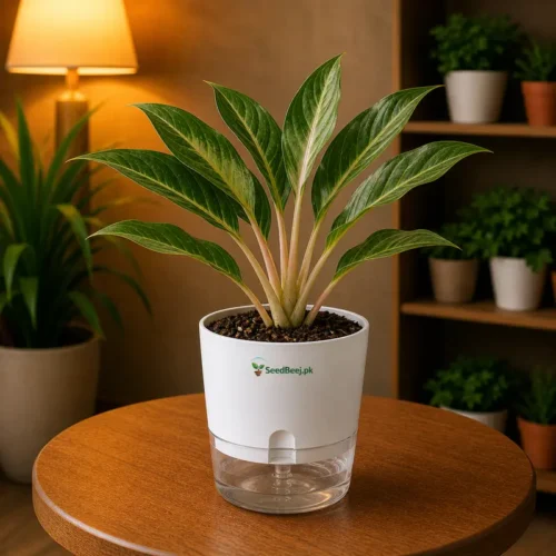Aglaonema Emerald Beauty green silver Chinese evergreen in self watering pot planted in cocopeat soil