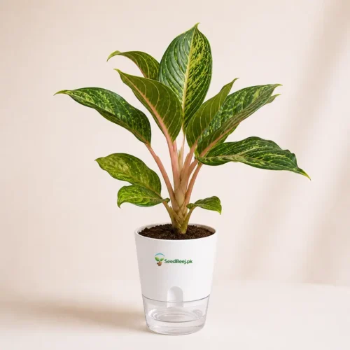 Chinese Evergreen Emerald Beauty decorative plant indoor