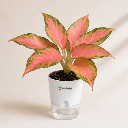 Lady Valentine Chinese Evergreen in self watering pot