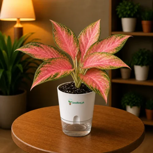 Aglaonema Lady Valentine pink Chinese evergreen in self watering pot planted in cocopeat soil
