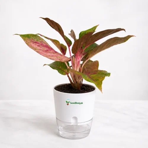 Aglaonema Red Lipstick indoor plant red edge leaves