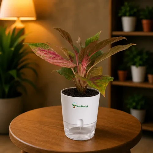 Aglaonema Red Lipstick Chinese evergreen with red midrib in self watering pot planted in cocopeat soil