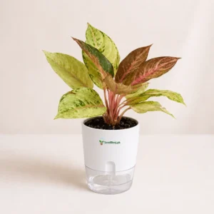 Aglaonema Chinese Evergreen in self watering pot Aglaonema Chinese Evergreen in self watering pot