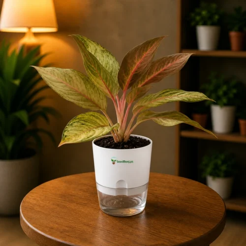 Aglaonema Golden Papaya yellow green Chinese evergreen in self watering pot planted in cocopeat soil