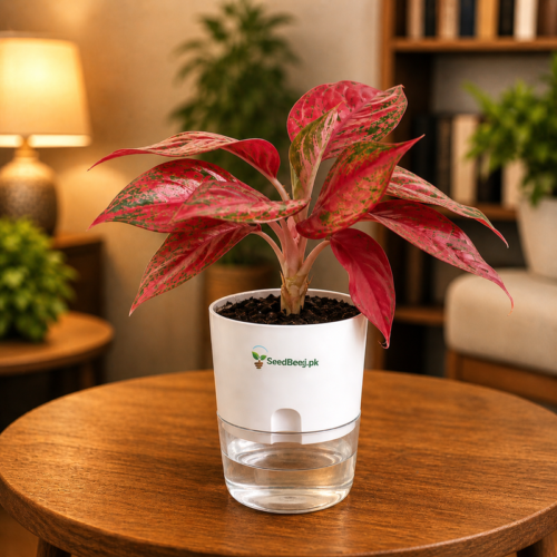 Aglaonema Red Anjamani deep red Chinese evergreen in self watering pot planted in cocopeat soil
