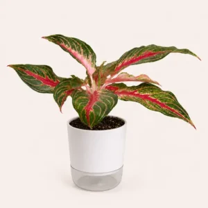 Aglaonema Siam Aurora red Chinese evergreen in self watering pot planted in cocopeat soil in Pakistan Aglaonema Siam Aurora red Chinese evergreen in self watering pot planted in cocopeat soil in Pakistan