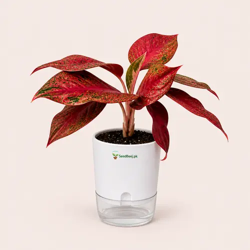 Aglaonema Red Anjamani deep red Chinese evergreen in self watering pot planted in cocopeat soil