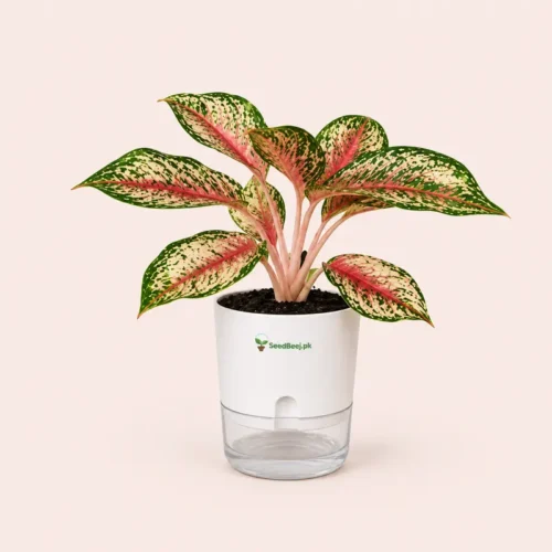 Aglaonema Siam Aurora red Chinese evergreen