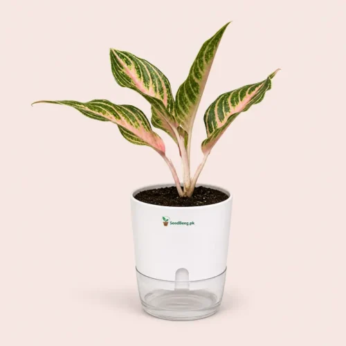 Aglaonema Lady Valentine pink Chinese evergreen in self watering pot planted in cocopeat soil