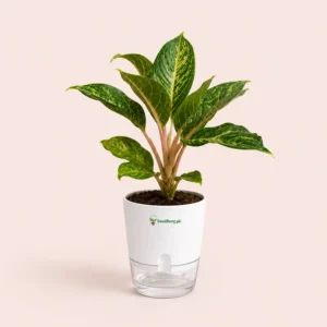 Aglaonema Emerald Beauty green silver Chinese evergreen in self watering pot planted in cocopeat soil Aglaonema Emerald Beauty green silver Chinese evergreen in self watering pot planted in cocopeat soil