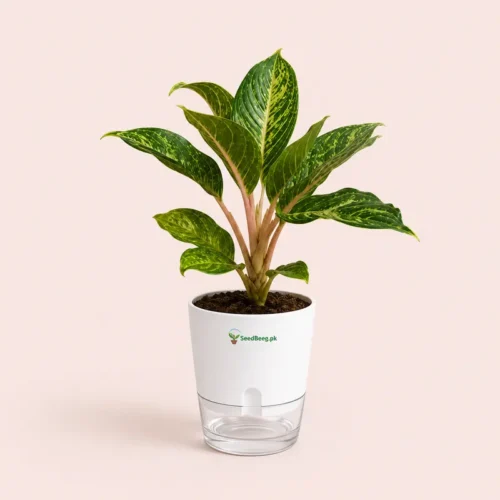 Aglaonema Emerald Beauty green silver Chinese evergreen in self watering pot planted in cocopeat soil