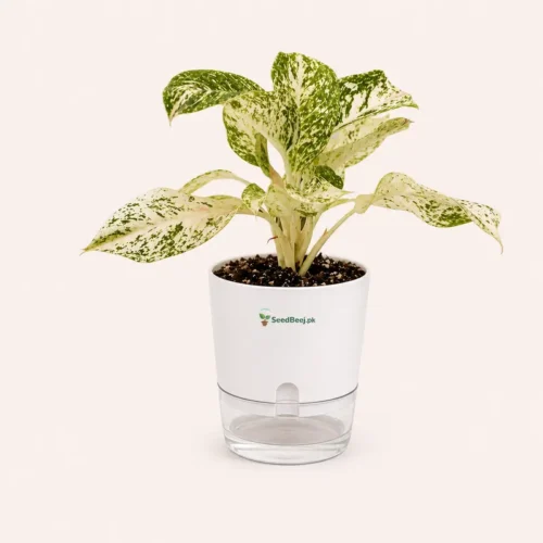 Aglaonema White Joy white variegated Chinese evergreen in self watering pot planted in cocopeat soil in Pakistan