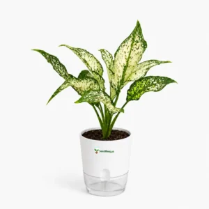 Aglaonema Snow White Chinese evergreen in Pakistan Aglaonema Snow White Chinese evergreen in Pakistan