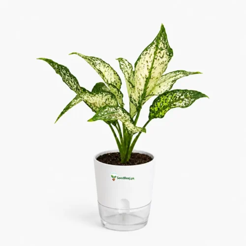 Aglaonema Snow White Chinese evergreen in Pakistan