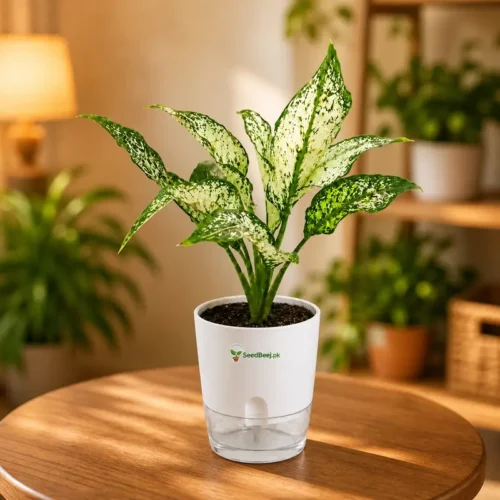 Snow White Chinese Evergreen in self watering pot