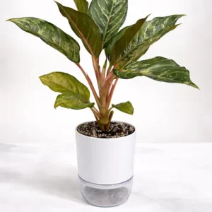 Aglaonema Emerald Beauty green silver Chinese evergreen in self watering pot planted in cocopeat soil in Pakistan Aglaonema Emerald Beauty green silver Chinese evergreen in self watering pot planted in cocopeat soil in Pakistan