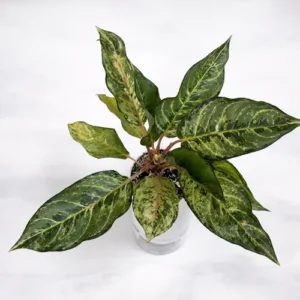 Aglaonema Emerald Beauty green silver Chinese evergreen Aglaonema Emerald Beauty green silver Chinese evergreen