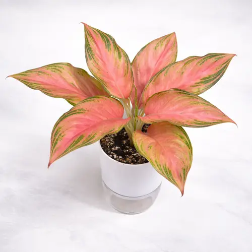 Aglaonema Lady Valentine pink Chinese evergreen in self watering pot planted in cocopeat soil in Pakistan