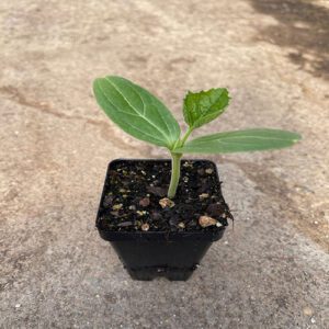 CulturalRootsNursery-bottle-gourd (1) Round Gourd Seedling (پنیری) Hybrid F1 – Healthy Tinda Nursery Plant for Fast Growth