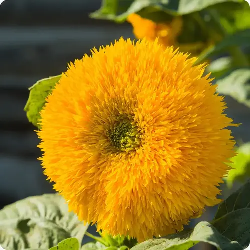 sunflower teddy bear fluffy yellow bloom