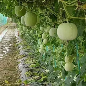 melon seedling hybrid F1 ready to plant