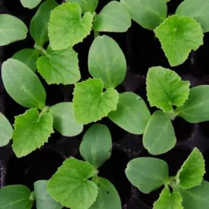 melon seedlings in Pakistan