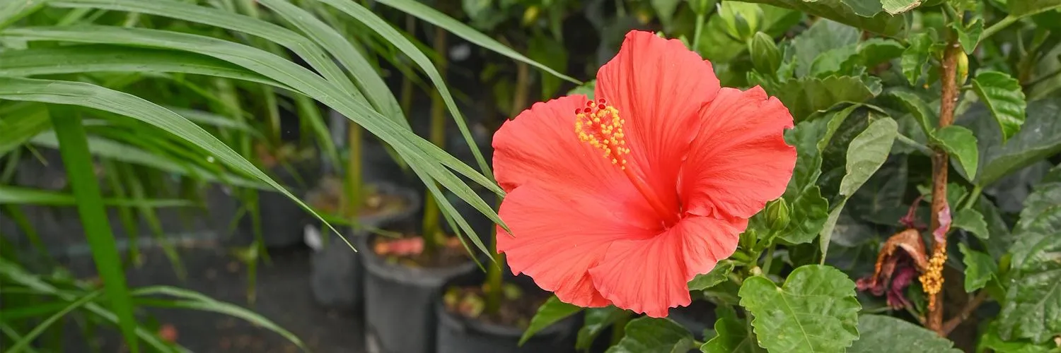 Buy outdoor plants in Pakistan