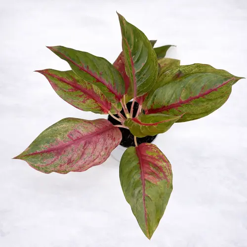 Aglaonema Red Lipstick Chinese evergreen
