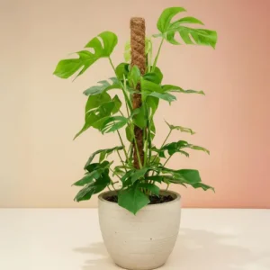 High-quality Coco Coir Stick for plant support – perfect for climbing and indoor plants in Pakistan High-quality Coco Coir Stick for plant support – perfect for climbing and indoor plants in Pakistan