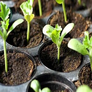 sponge gourd paniri ready to plant
