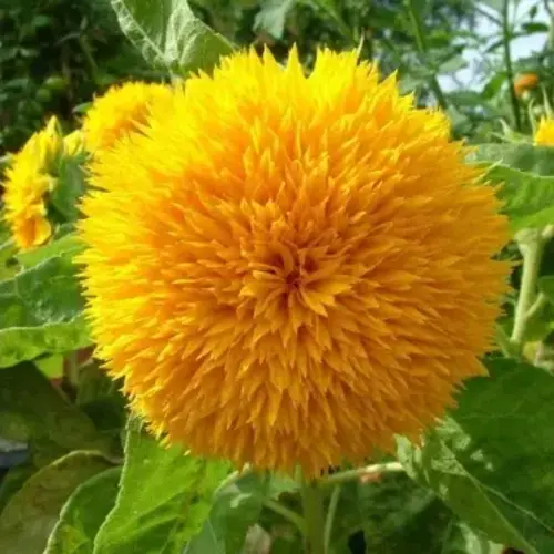 dwarf sunflower teddy bear plant in pot