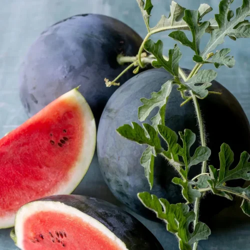 sugar baby watermelon seedling hybrid f1
