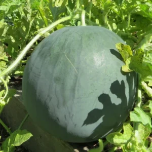 Sugar Baby Watermelon seeds for planting Sugar Baby Watermelon seeds for planting