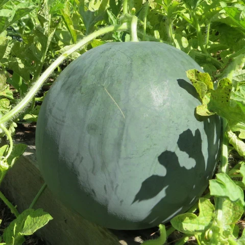 Sugar Baby Watermelon seeds for planting