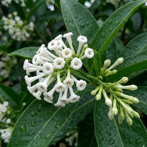 Day Jasmine Din Ka Raja – Deal of 2 Plants Day Jasmine Din Ka Raja – Deal of 2 Plants