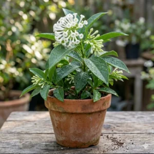 Day Jasmine Din Ka Raja – Deal of 2 Plants