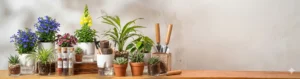 Plant Deals and gifts in Pakistan