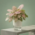 Buy Office Desk Plants in Pakistan - SEED BEEJ