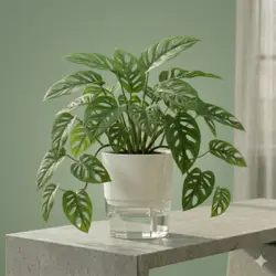 Indoor Plants for Home