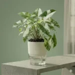 Buy Bedroom Plants in Pakistan