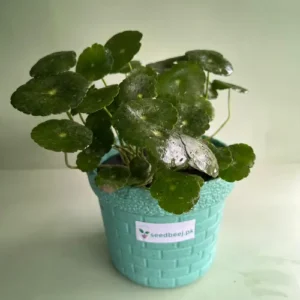 dollar plant indoor lucky money plant