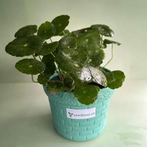 dollar plant indoor lucky money plant