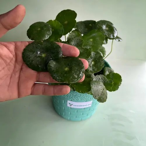 potted dollar plant for home décor