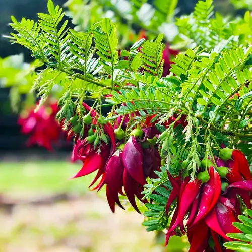 clianthus flower seeds kakabeak red exotic flower seeds Pakistan Seedbeej