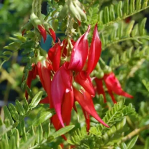 clianthus flower seeds kakabeak red exotic flower seeds Pakistan Seedbeej