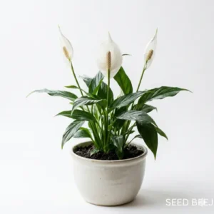 Peace Lily plant with white flowers and green leaves in pot, air purifying indoor houseplant for home and office decor