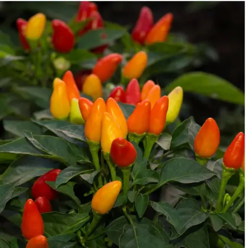 Ornamental pepper mix color seeds pack colorful edible chili plants for home garden pots Pakistan